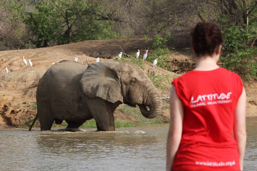 Gap Year Ghana, Africa - Safari - Elephants in Ghana