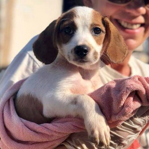Animal Rescue Puppy Kefalonia