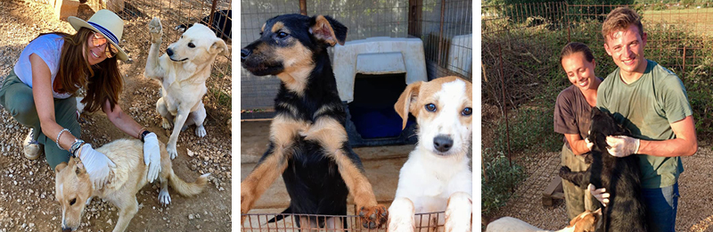Dog Rescue Volunteer Greece